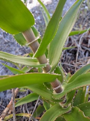 Aloiampelos ciliaris stem